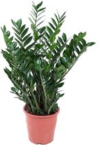 ZZ plant – Zamioculcas zamiifolia (Zamioculcas zamiifolia) – Hoogte: 100 cm – van Botanicly