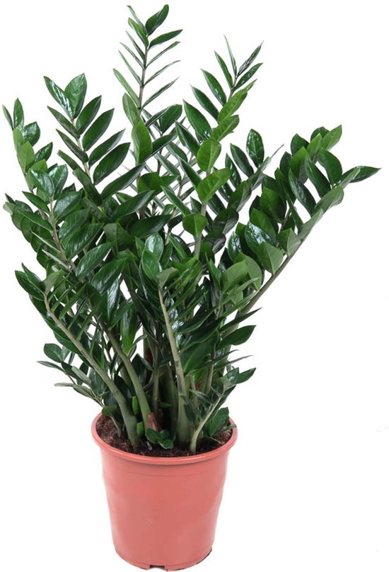ZZ Plant, Zamioculcas Zamiifolia (100-110cm) in Green Woven Basket, Plant & Pot Bundle main image 1