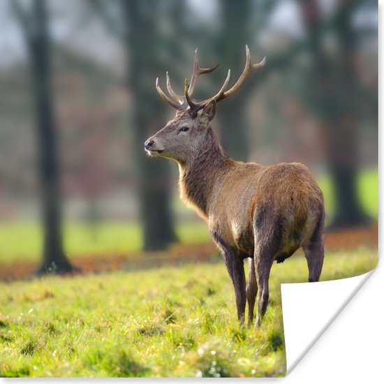 Edelhert in het veld Poster 75x75 cm - Foto print op Poster (wanddecoratie woonkamer / slaapkamer) / Wilde dieren Poster