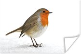 Roodborstje in de sneeuw Poster 60x40 cm - Foto print op Poster (wanddecoratie woonkamer / slaapkamer) / Vogels Poster