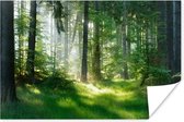 Poster Natuur - Bomen - Bos - Groen - Zon - Gras - Planten - 90x60 cm