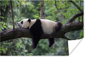 Poster Panda - Boom - Dieren - Natuur - 60x40 cm