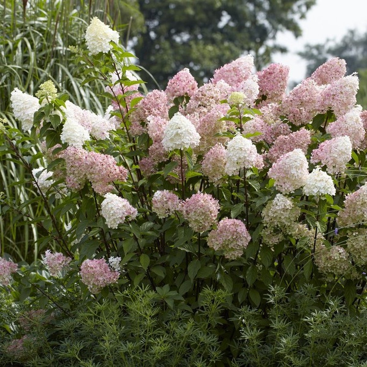 12 x Pluimhortensia Roze|Wit - Winterharde Hortensia - Hydrangea paniculata 'Vanille Fraise' in C3(liter) pot met hoogte 30-50cm
