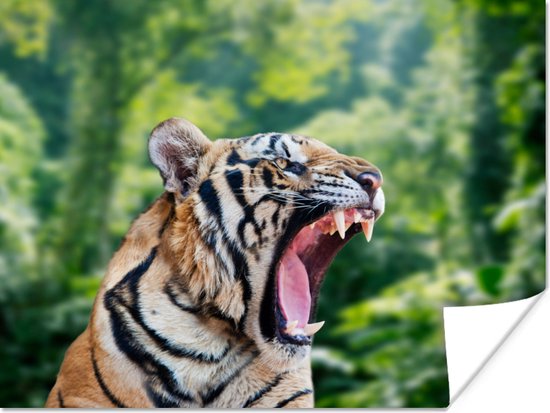 Poster Tigre rugissant dans la forêt 150x75 cm - Tirage photo sur Poster (décoration murale salon / chambre) / Poster Animaux