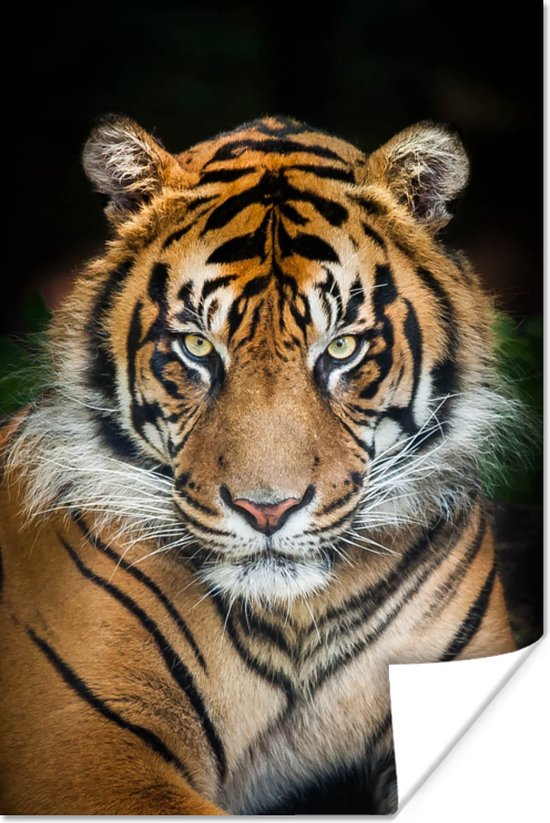 Sumatraanse tijger zwarte achtergrond Poster 120x180 cm - Foto print op Poster (wanddecoratie) / Dieren Poster XXL / Groot formaat!