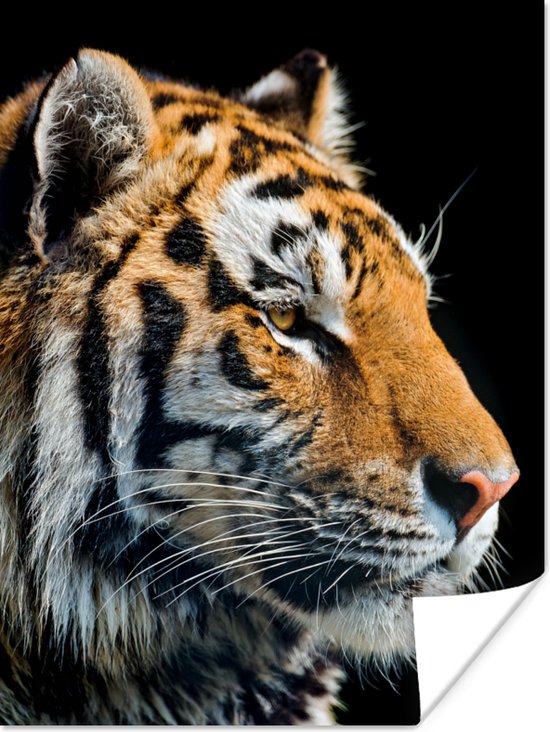 Portret Siberische tijger Poster 120x160 cm - Foto print op Poster (wanddecoratie woonkamer / slaapkamer) / Wilde dieren Poster XXL / Groot formaat!