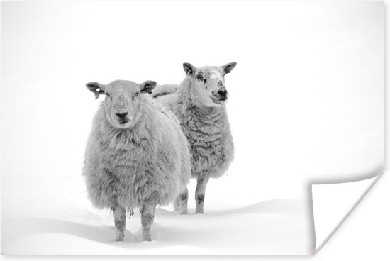Poster Mouton dans la neige 90x60 cm - Tirage photo sur Poster (décoration murale)