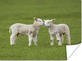 Poster Schapen - Lam - Boerderij - 160x120 cm XXL