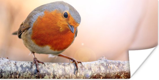 Affiche Robin - Branche - Arbre - 150x75 cm