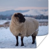 Affiche Mouton - Neige - Berg - 30x30 cm