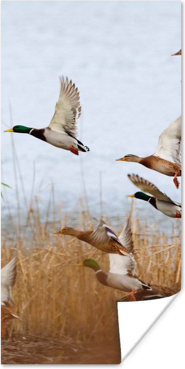 Poster Eend - Vogel - Riet - Water - Eenden - 75x150 cm