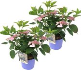 Plant in a Box - Hydrangea serrata Magic Pillow - Set van 2 - Hortensia - Winterhard - Pot 19cm - Hoogte 25-40cm
