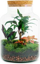 Planten terrarium DIY - Milky Palm - ↑ 30 cm - Ecosysteem plant - Planten in fles - Mini ecosysteem plant - Kamerplanten - DIY planten terrarium - Mini ecosysteem