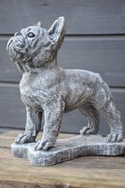 Franse Bulldog staand, betonnen (tuin)beeld, Ilse's