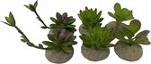 Terra Della - Aquariumdecoratie - Reptielen - Succulenten 8x5,8x10,5cm Gemengde Kleuren - 1st