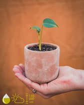 Grow your ownn kweekset - Monstera Deliciosa (Gatenplant) - Kamerplant Kweekset