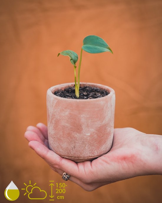 Monstera Deliciosa Kamerplant Kweekset - Kweek je eigen Monstera gatenplant - Grow Your Ownn