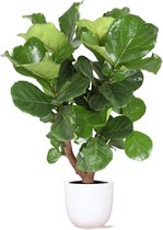 Ficus Lyrata (vertakt) in Boule WIT pot - Potmaat 27cm - Hoogte 130cm