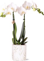 Kolibri Orchids | witte Phalaenopsis orchidee - Amabilis + Leaf pot green - potmaat Ø9cm | bloeiende kamerplant - vers van de kweker