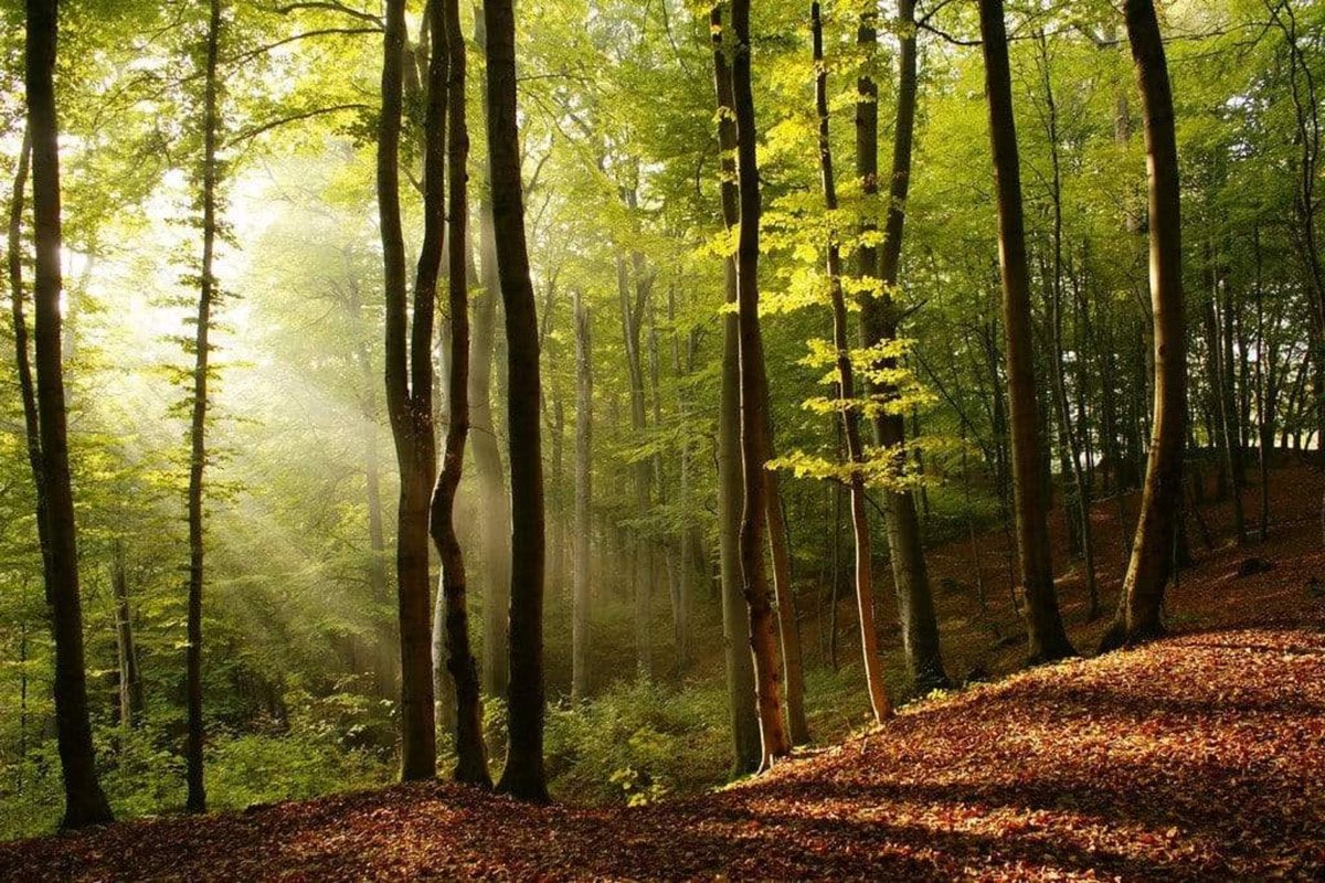Fotobehang - Forest 375x250cm - Vliesbehang