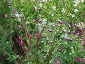 12x Salie (Salvia microphylla 'Ametyst Lips')