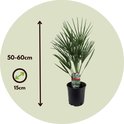 Een Chamaerops Humilis in een zwarte pot met de tekst '50-60cm hoog' en '15cm breed'.