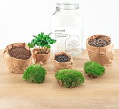 NatureNest - Terrarium DIY - Pot - Coffea Arabica - 1 Pièce - 28 cm