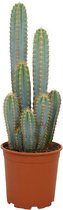 Pilosocereus Azureus - Kamerplant (Cactus) - Hoogte: 55cm - Potmaat: Ø21cm