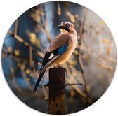 Label2X - Cercle mural oiseau - Ø 20 cm - Forex - Multicolore - Cercle mural - Peinture ronde - Décoration murale Cercle - Décoration murale ronde - Décoration pour salon ou chambre