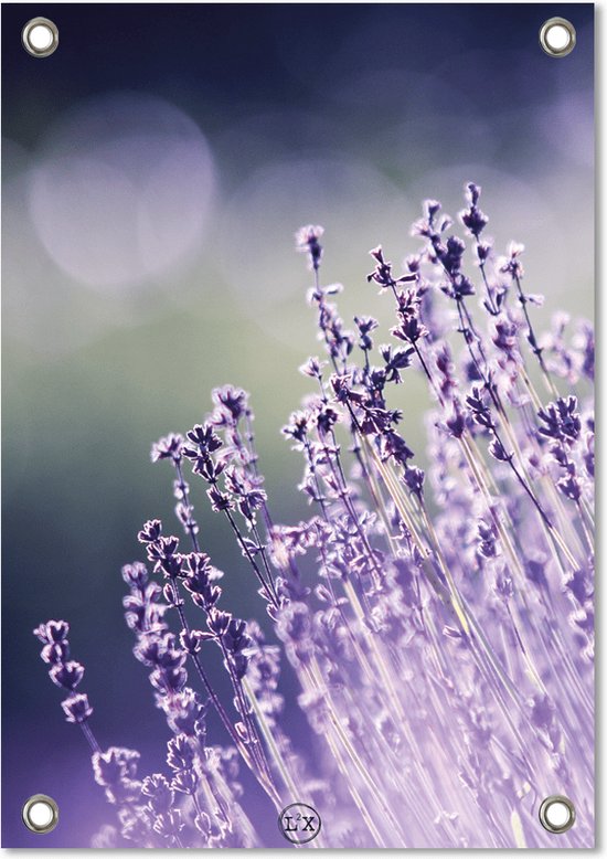 Tuinposter lavender
