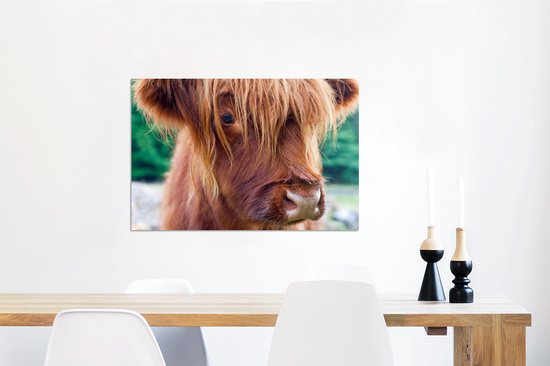 Veau highland écossais aux beaux cheveux longs Aluminium 60x40 cm - Tirage photo sur aluminium (décoration murale métal)