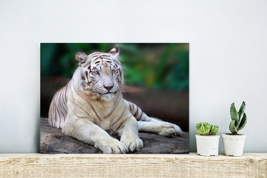 Tigre Witte Aluminium 30x20 cm - petit - Tirage photo sur aluminium (décoration murale en métal)