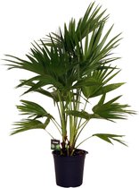 Plantenboetiek.nl | Livistona Chinensis - Kamerplant - Hoogte 100cm - Potmaat 24cm
