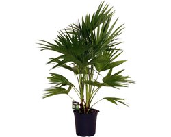 Plantenboetiek.nl | Livistona Chinensis - Ø24cm - 90-100cm hoog - Kamerplant - Groenblijvend