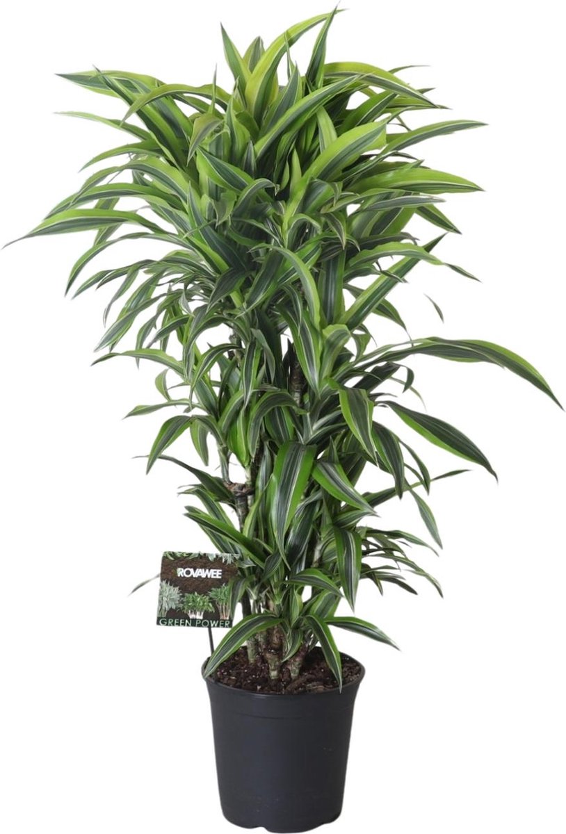 Plantenboetiek.nl | Dracaena Fragrans Lemon Lime Vertakt - Ø27cm - 110-120cm hoog - Kamerplant - Groenblijvend