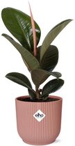Plantenboetiek.nl | Ficus Elastica ‘Robusta’ in ELHO Vibes Fold roze - Kamerplant - Hoogte 35cm - Potmaat 14cm