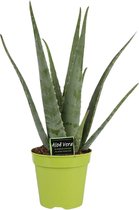 Plantenboetiek.nl | Aloe Vera - Kamerplant - Hoogte 65cm - Potmaat 15cm