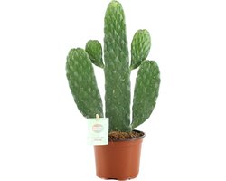 Plantenboetiek.nl | Opuntia Rubescens Consolea - Ø12cm - 25-35cm hoog - Kamerplant - Groenblijvend - Cactus & Vetplanten