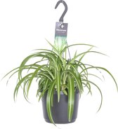 Plantenboetiek.nl | Chlorophytum Comosum Bonnie - Kamerplant - Hoogte 35cm - Potmaat 17cm