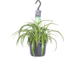 Plantenboetiek.nl | Chlorophytum Comosum Bonnie - Ø17cm - 25-35cm hoog - Kamerplant - Groenblijvend