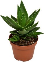 Plantenboetiek.nl | Aloe Mitriformis - Kamerplant - Hoogte 20cm - Potmaat 10,5cm