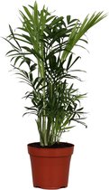Plantenboetiek.nl | Chamaedorea Elegans - Kamerplant - Hoogte 40cm - Potmaat 12cm