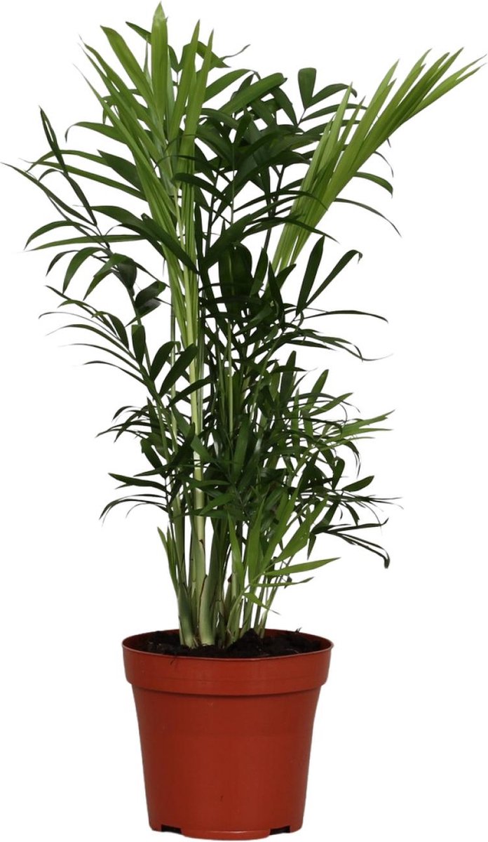 Plantenboetiek.nl | Chamaedorea Elegans - Ø12cm - 30-40cm hoog - Kamerplant - Groenblijvend