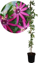 Plant in a Box - Passiflora 'Victoria' XL - Passiebloem - Violacea - Tuinplant - Klimplant - ⌀17 cm - Hoogte 110-120 cm