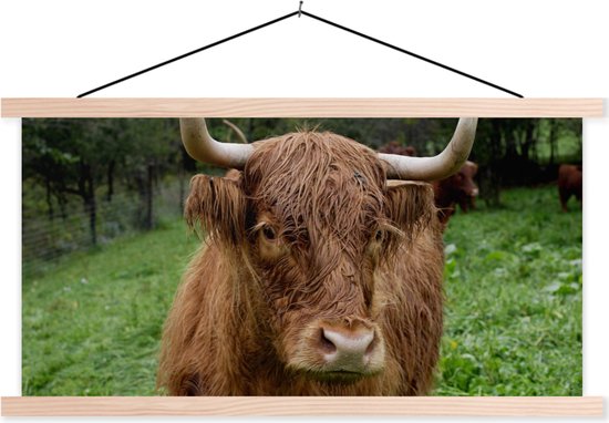 Porte-affiche avec affiche - Affiche scolaire - Highlander écossais - Animaux - Herbe - 150x75 cm - lattes vierges