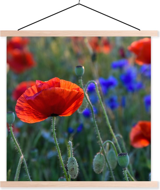 Support pour affiche avec affiche 120 x 120 cm - Affiche scolaire - Coquelicots colorés aux Nederland - Affiche textile - Lattes vierges