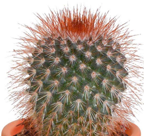 Megamix 15 pièces - Cactus et succulentes 5,5 cm en pot mexicain