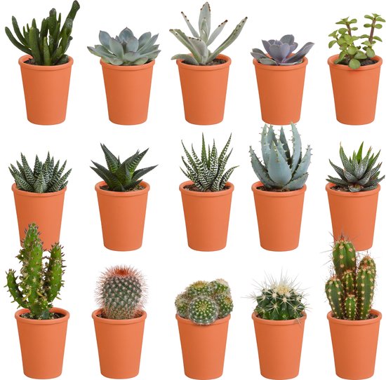 Megamix 15 pièces - Cactus et succulentes 5,5 cm en pot mexicain