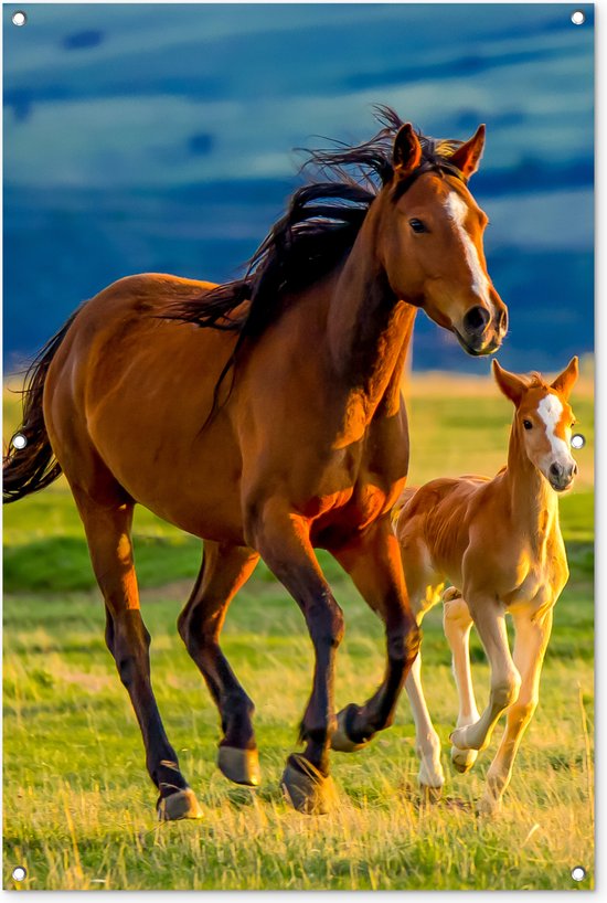 Tuinposter - Tuindoek - Tuinposters buiten - Paarden - Gras - Dieren - Landschap - Natuur - 80x120 cm - Tuin