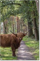 Tuinposters buiten Schotse Hooglander - Pad - Boom - 60x90 cm - Tuindoek - Buitenposter